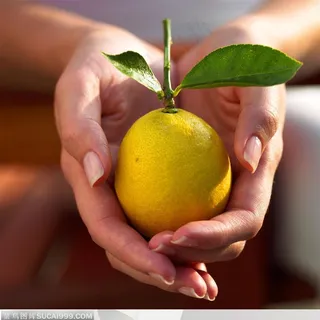 人物手势元素-手捧柠檬手势特写