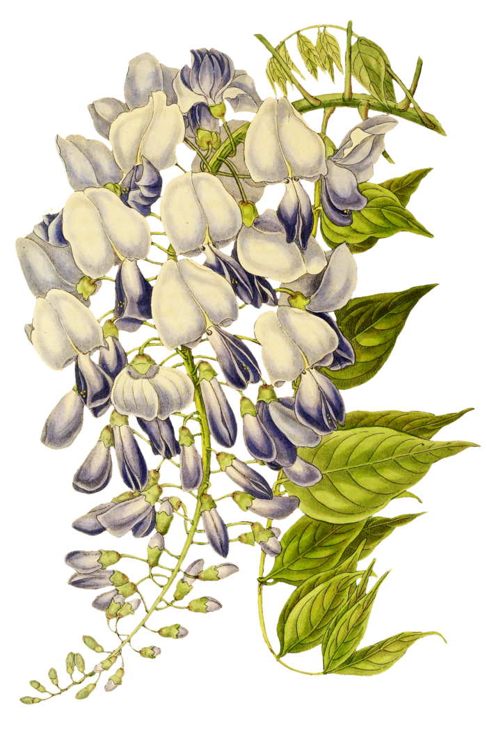 复古手绘植物花卉玫瑰花PNG免扣图案高清图片PS设计素材图