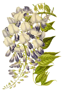 复古手绘植物花卉玫瑰花PNG免扣图案高清图片PS设计素材图