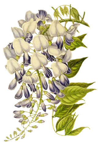 复古手绘植物花卉玫瑰花PNG免扣图案高清图片PS设计素材图