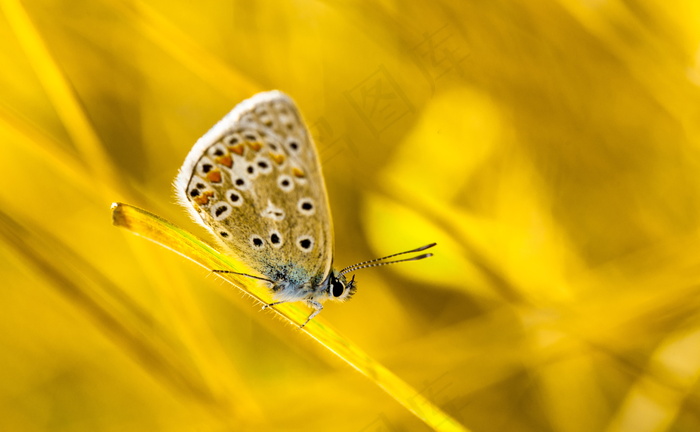 蝴蝶黄色背景图片