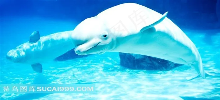 海洋动物系列 - 美丽可爱的白海豚