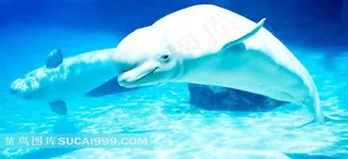 海洋动物系列 - 美丽可爱的白海豚