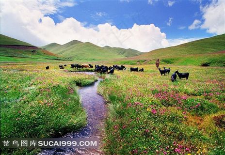 蓝田草地 羊群风景图