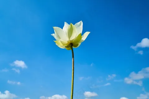 蓝天下一支荷花图片 蓝天下一支荷花图片