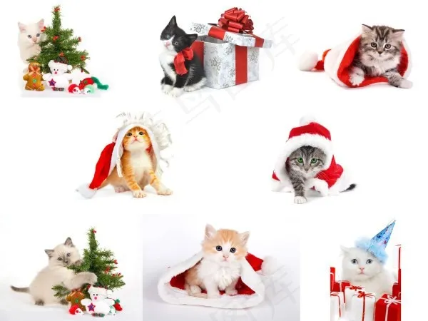猫猫过圣诞图片