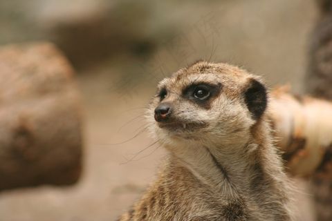 可爱小猫鼬图片