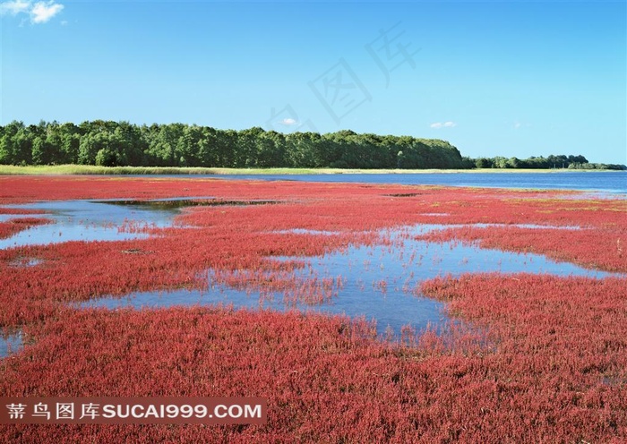 北海道鲜花风光风景图片