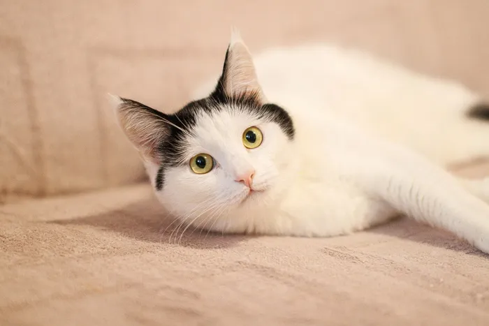 可爱猫咪猫猫摄影素材
