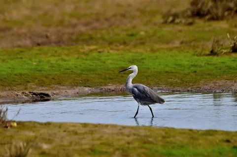 灰色的白鹭精美图片