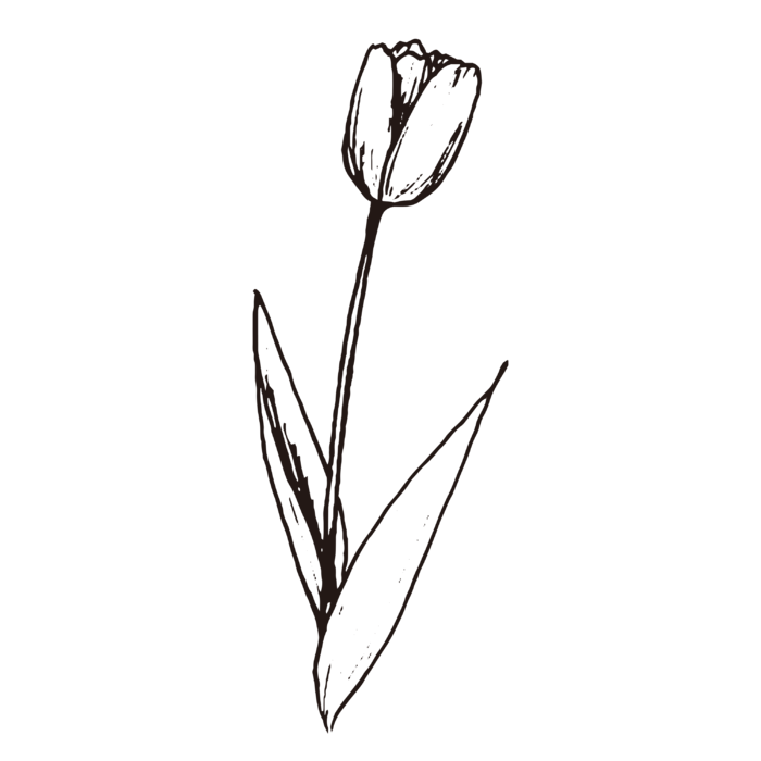 线条草本花卉手绘植物-郁金香2