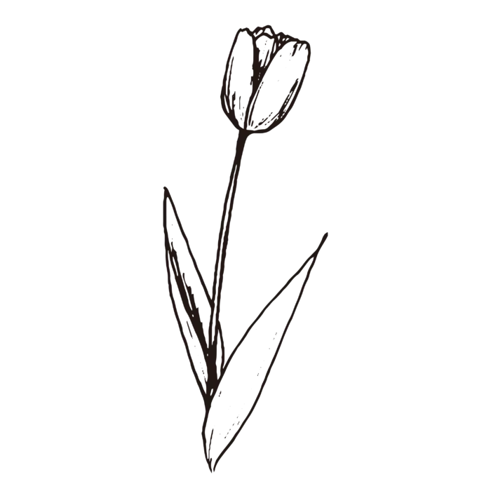 线条草本花卉手绘植物-郁金香2