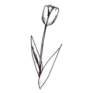 线条草本花卉手绘植物-郁金香2