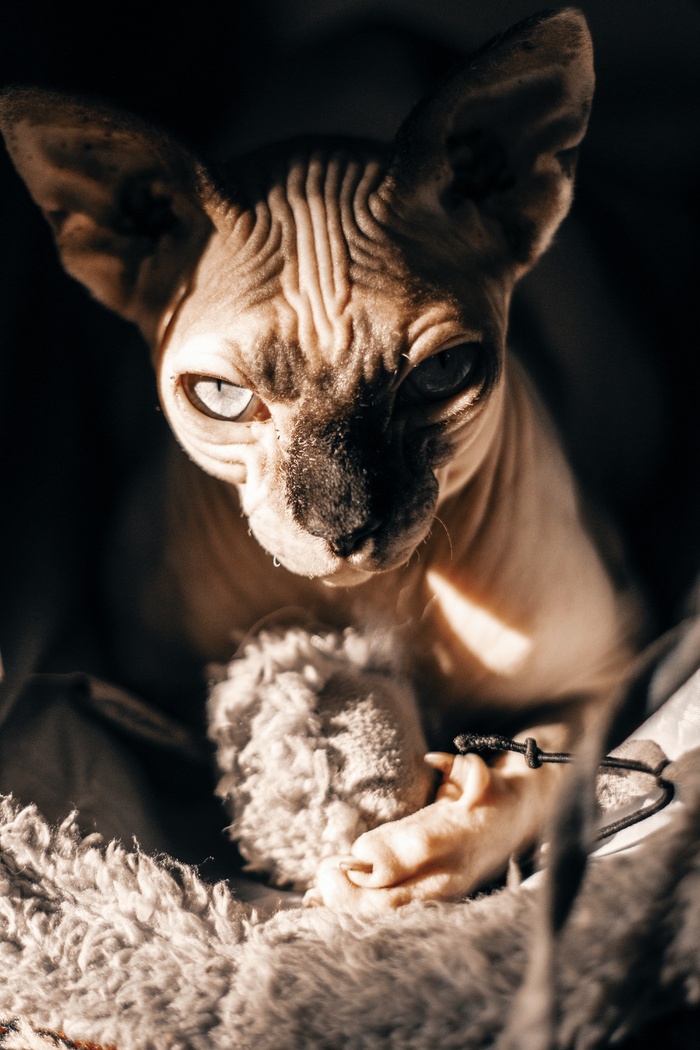 可爱猫咪猫猫摄影素材