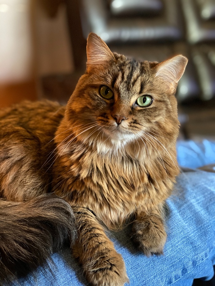 可爱猫咪猫猫摄影素材