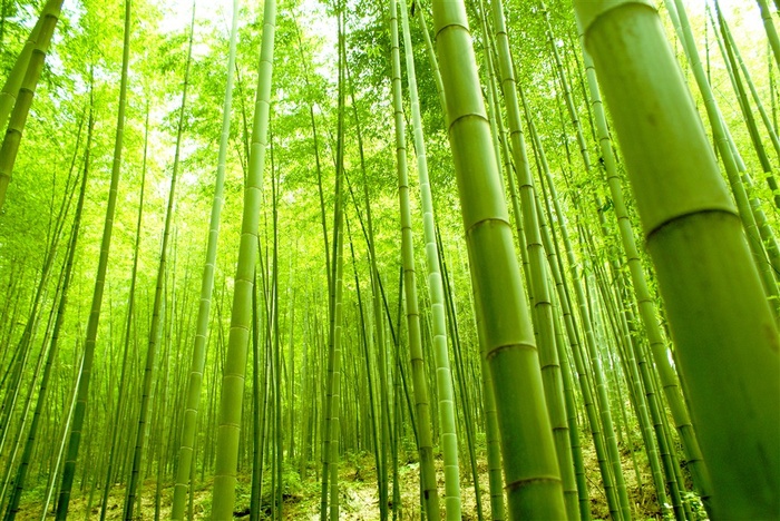 清新绿色竹林高清图片