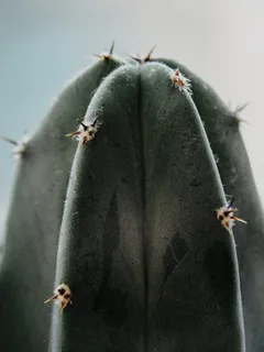 绿色仙人掌仙人球摄影素材