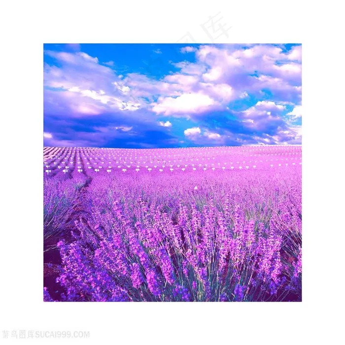 唯美薰衣草紫色花卉装饰画