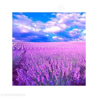 唯美薰衣草紫色花卉装饰画