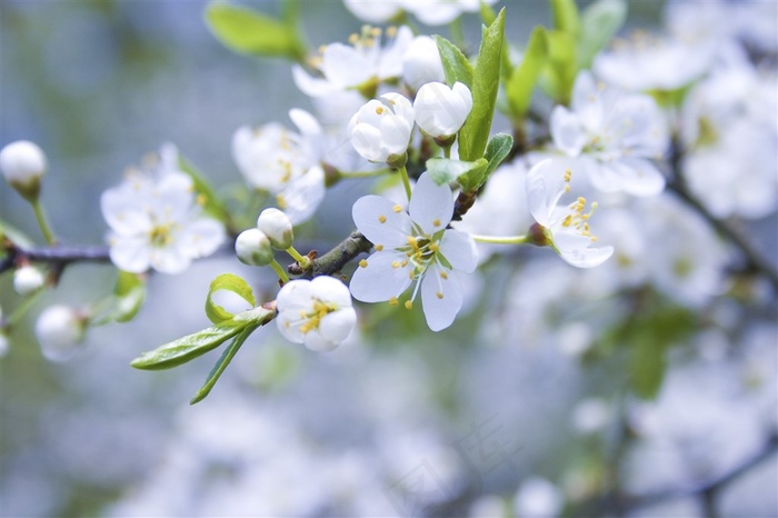 白色桃花摄影图