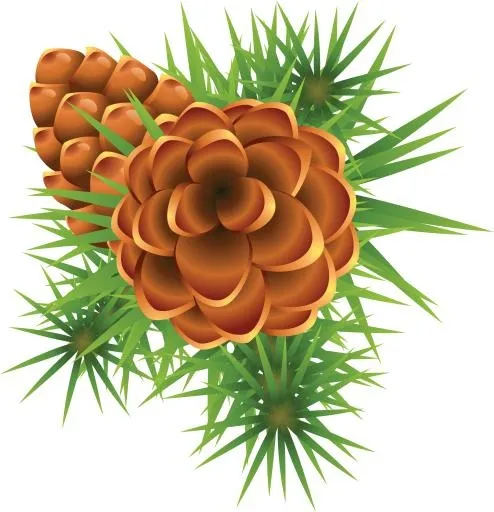 冷杉 PNG 图像免抠(3397x3520)