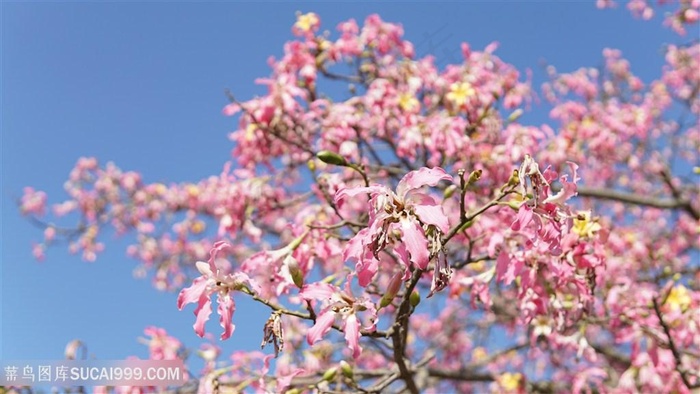 粉色美丽异木棉