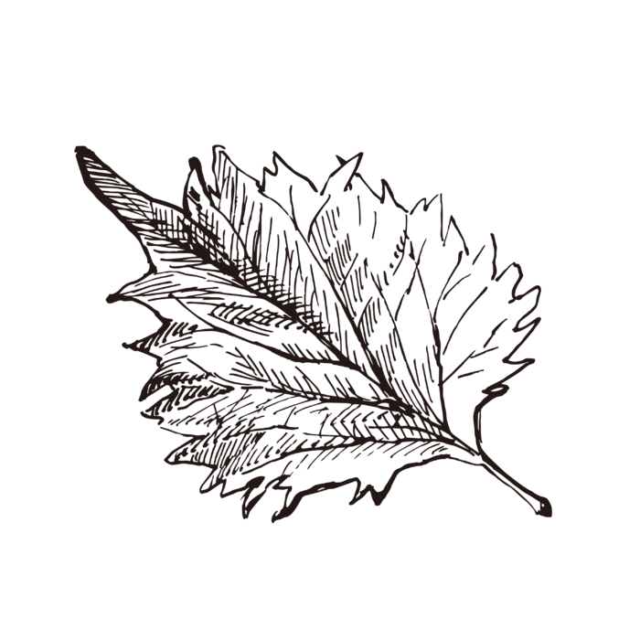 线条草本花卉手绘植物-日本罗勒