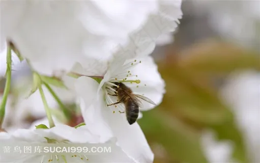 梨花蜜蜂素材