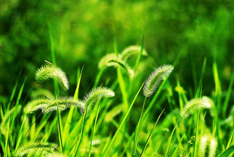 高清狗尾巴草图片下载 高清狗尾巴草图片下载