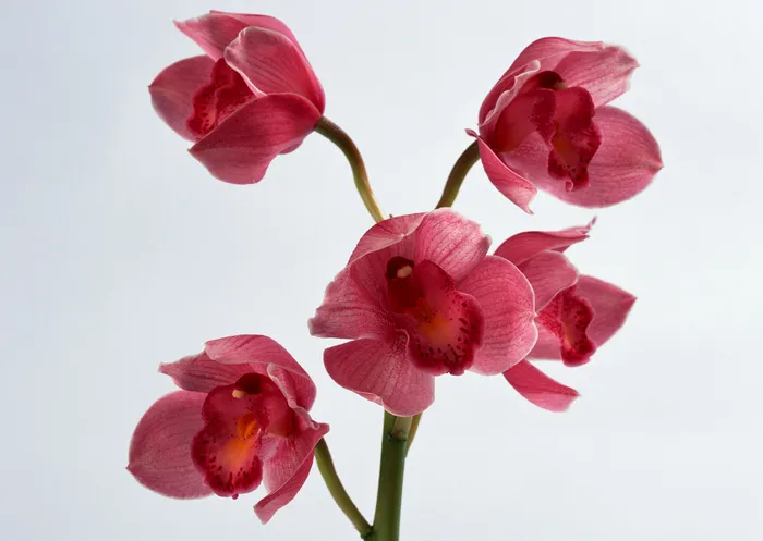 群芳五朵花