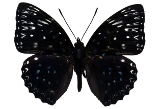 蝴蝶 彩蝶 花蝴蝶 动物 昆虫 免抠 (3)