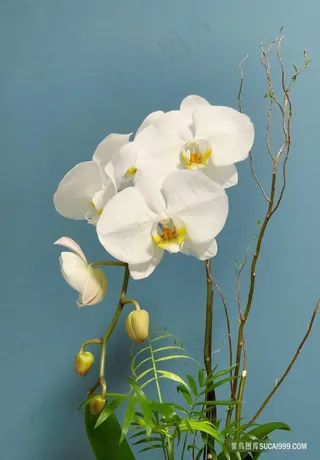 唯美白色蝴蝶兰图片