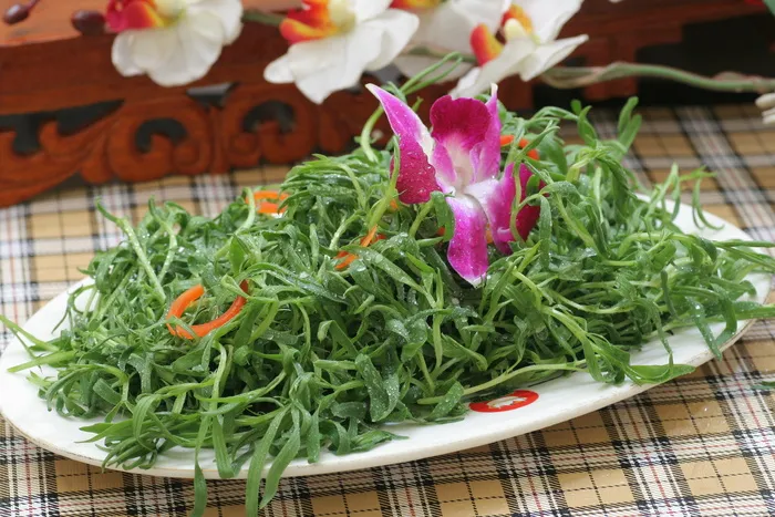 苦菊苗