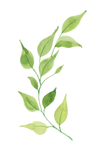 树木树枝树叶免扣素材