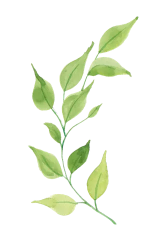 树木树枝树叶免扣素材