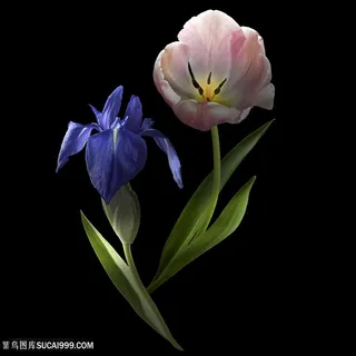 超高清鲜花花朵图片