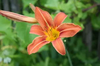 大花萱草高清图片