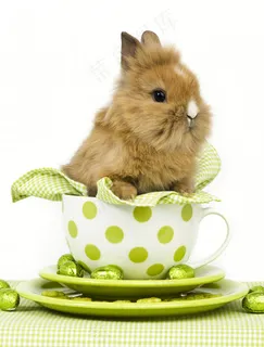 绿色小兔子图片素材