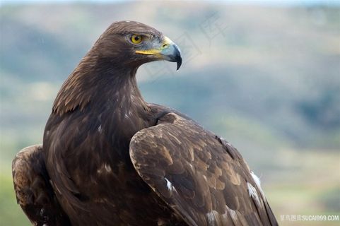 高原的老鹰鸟图片