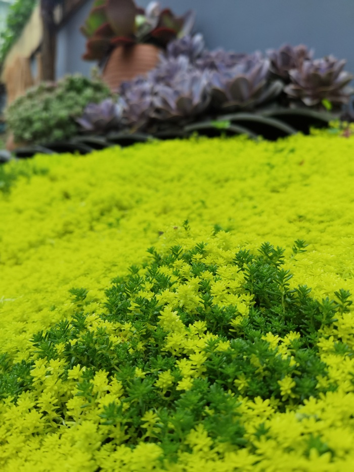 唯美小清新嫩绿色密集多肉