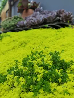 唯美小清新嫩绿色密集多肉