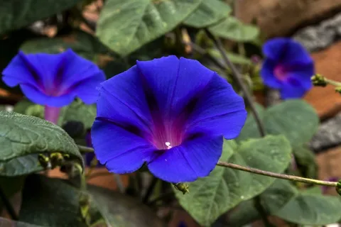 蓝色牵牛花花朵图片 蓝色牵牛花花朵图片