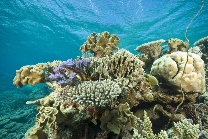 海洋海底珊瑚海水鱼群高清背景