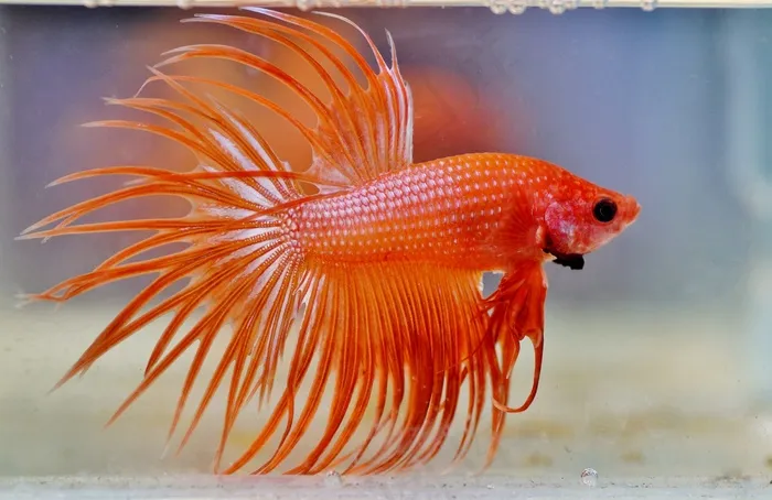 水族馆红色观赏鱼图片