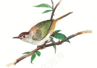 漂亮的树枝上的小鸟