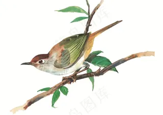 漂亮的树枝上的小鸟