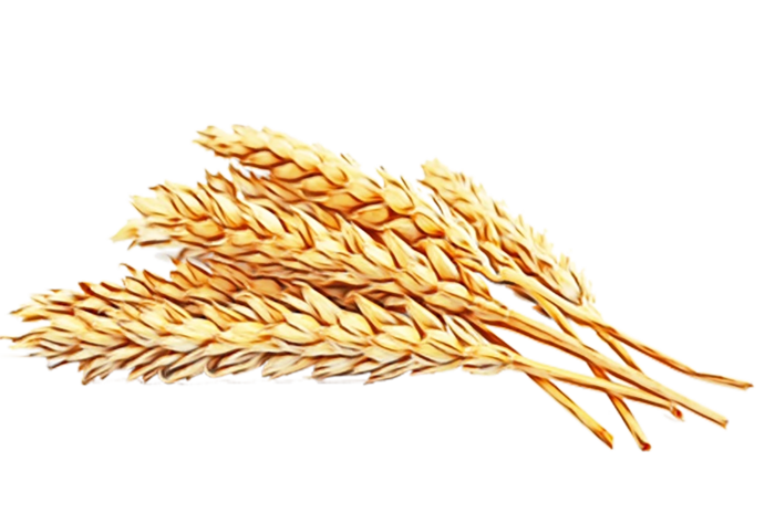 现代农业麦子