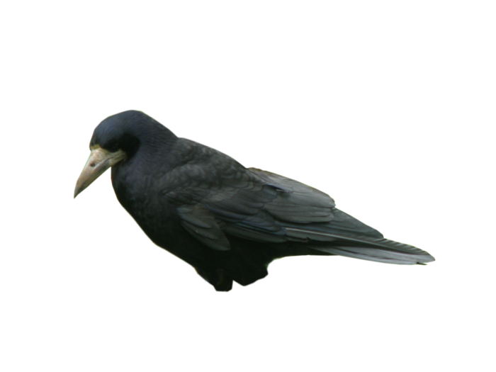 乌鸦动物园动物设计素材森林野生