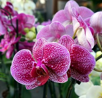 紫色蝴蝶兰开花图片