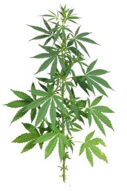 大麻PNG免抠(256x384)